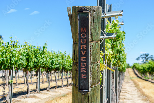 Mourvedre red wine grape variety outdoor sign on wooden vertical end post in summer vineyard photo