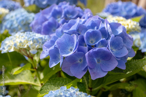 Blue hydrangea macrophylla or hortensia flower head closeup photo