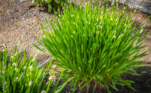 Garlic chives growing on a soil. Fresh and young chives in a spring garden