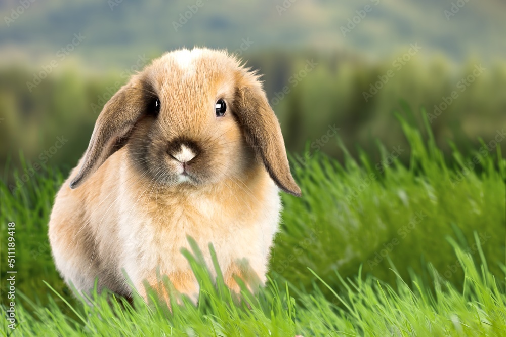 healthy Lovely bunny fluffy brown rabbits on green garden nature background. The Easter healthy Lovely bunny fluffy brown rabbits on green garden nature background. The Easter