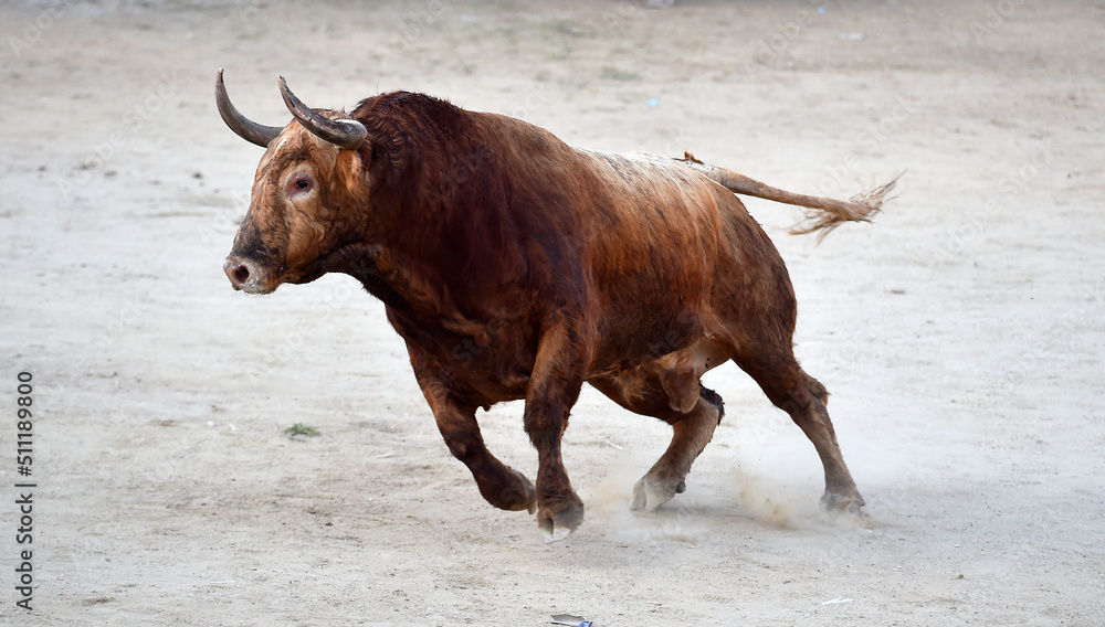 toro bravo español en un espectaculo taurino toro bravo español en un espectaculo taurino