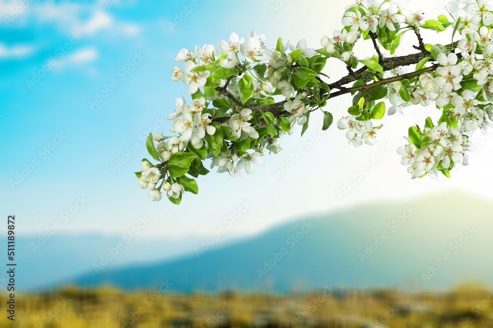 A branch of a bloomingv tree on a blurry background. Spring background with delicate flowers A branch of a bloomingv tree on a blurry background. Spring background with delicate flowers