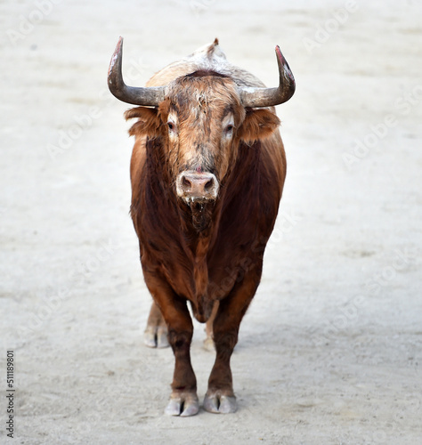 toro español con grandes cuernos en una corrida de toros