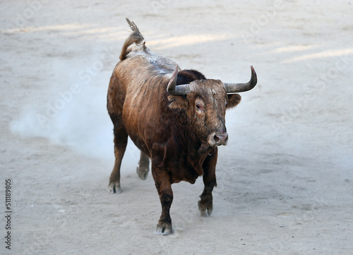 a bravery bull with big horns in spain