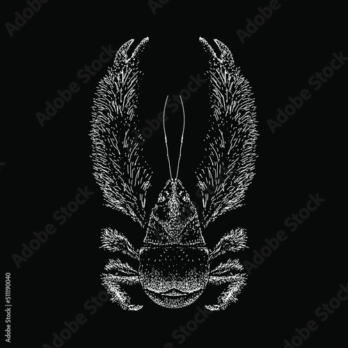 Yeti Crab hand drawing vector illustration isolated on black background