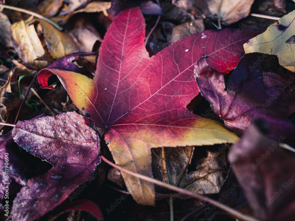 red maple leaf