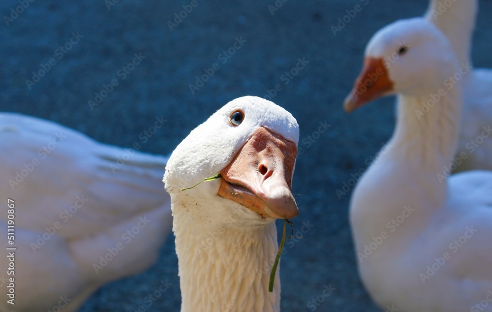 Gans Gans
