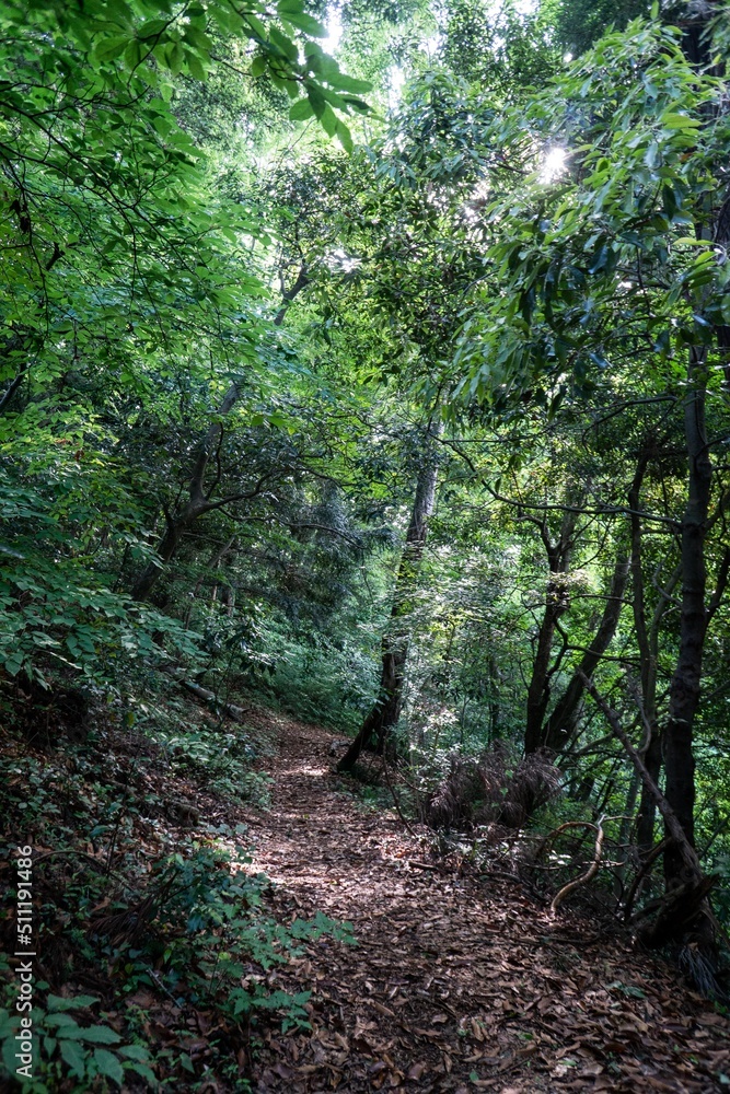 Fototapeta premium forest of the mt.takao in west Tokyo,japan.