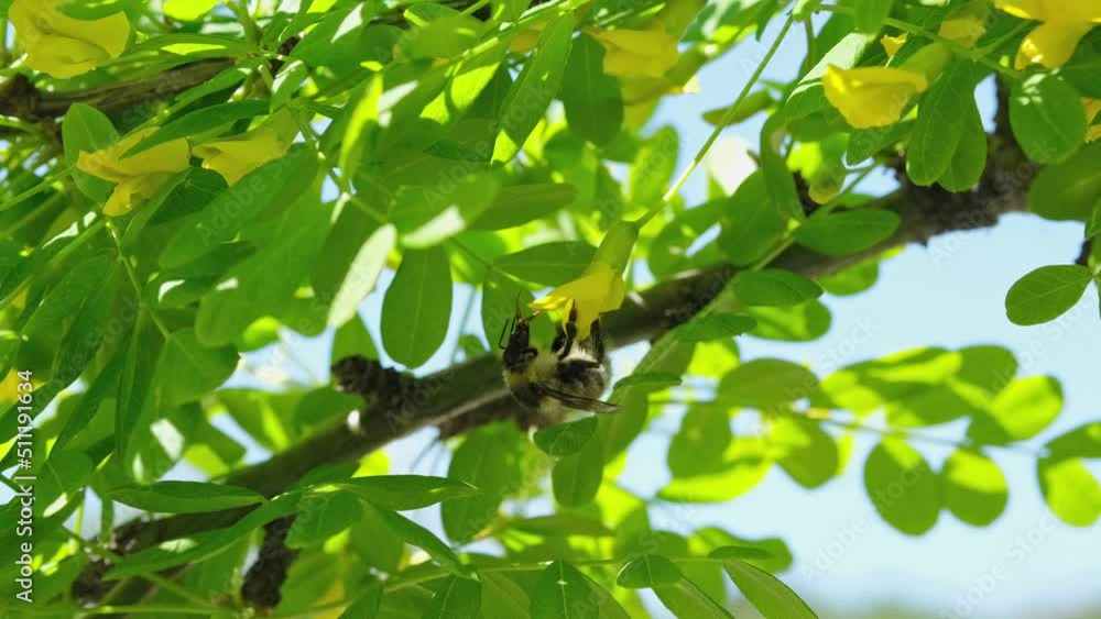 A bumblebee collects nectar from an acacia flower and puts its paws into pouches on the belt. A bumblebee collects nectar from an acacia flower and puts its paws into pouches on the belt.