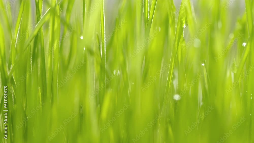 fresh morning water dew drops on vibrant green grass lit by the sun close up slow motion fresh morning water dew drops on vibrant green grass lit by the sun close up slow motion