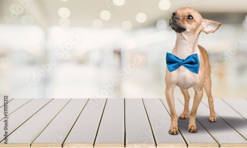 Beautiful cute dog puppy with blue bow tie in front of gray wall