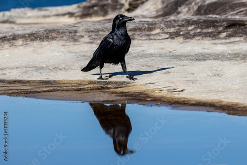 Australian Raven with reflection in pool (Corvus coronoides) photo