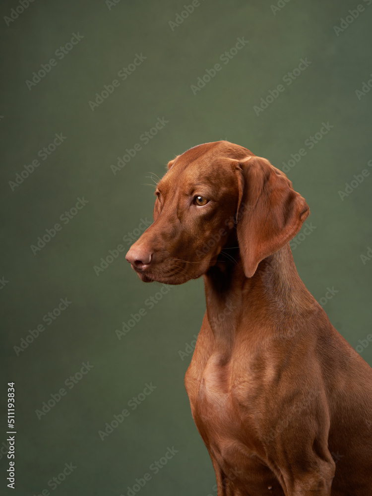 dog on green canvas background. Charming and emotional Hungarian Vizsla
