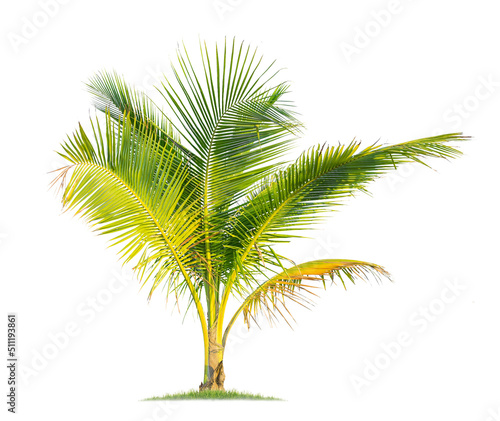 Isolated coconut tree on white background Low-cost coconut trees are the economic crops of Thailand, which the Thai people call coconut perfume.