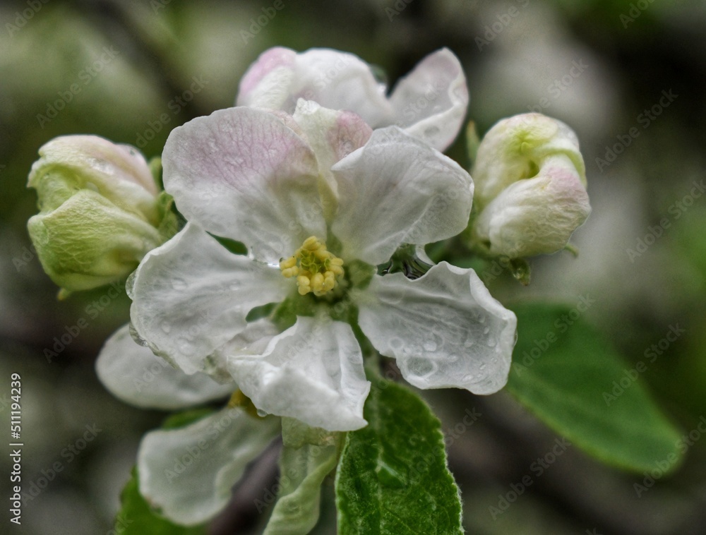 Fototapeta premium apple flower