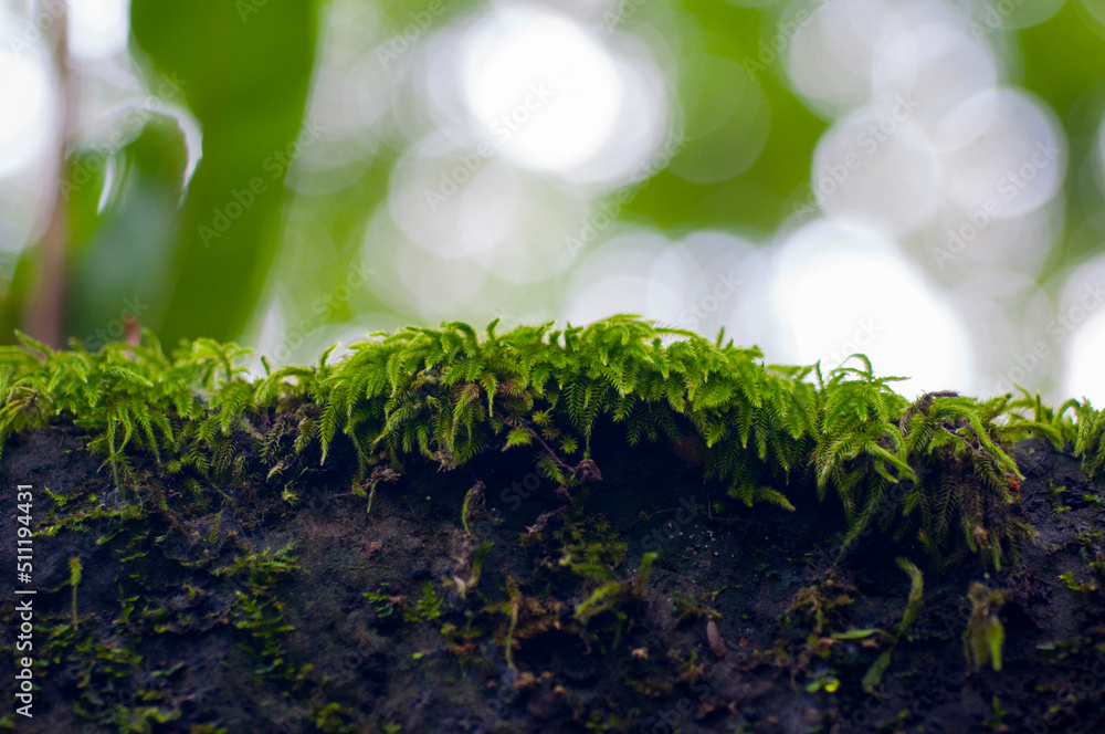 close-up, forest, verdant, ferns, green, bryophytes close-up, forest, verdant, ferns, green, bryophytes