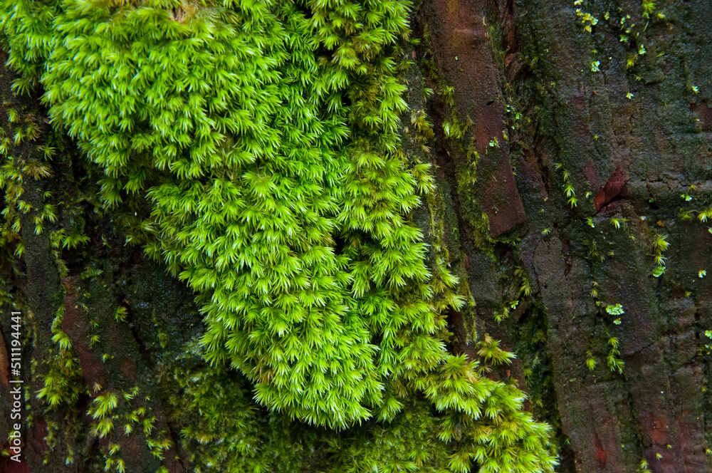 close-up, forest, verdant, ferns, green, bryophytes