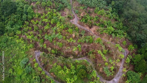 Wallpaper Mural Aerial move over winding with banana trees plantation rural farm Torontodigital.ca