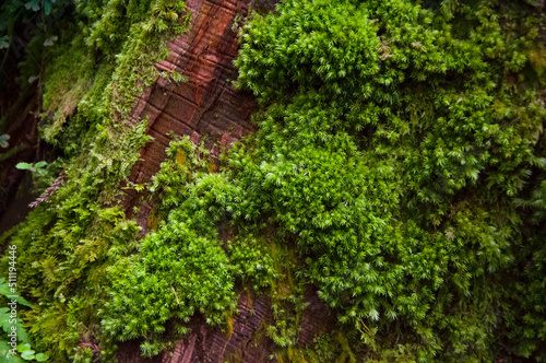 Fototapeta Naklejka Na Ścianę i Meble -  close-up, forest, verdant, ferns, green, bryophytes
