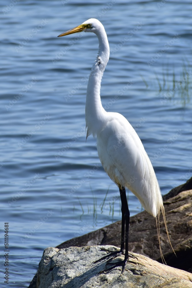 Great Egret Great Egret