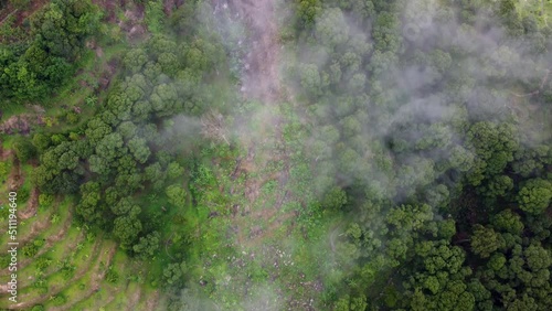 Wallpaper Mural Aerial top down view banana tree and plantation over foggy cloud Torontodigital.ca