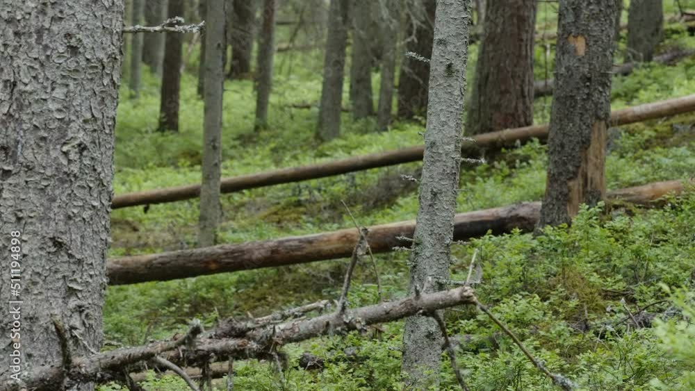 The fallen trees in the forest ground with the grasses on the ground in Estonia The fallen trees in the forest ground with the grasses on the ground in Estonia