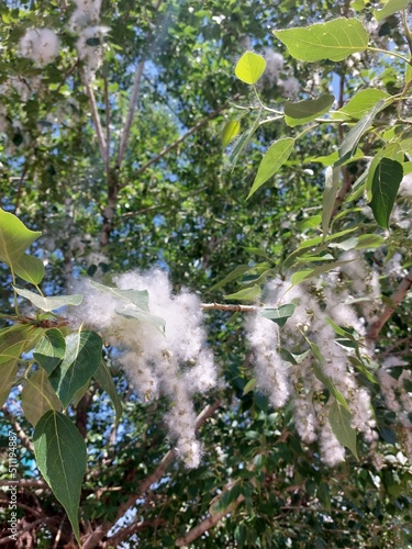 Konstfotografi poplar fluff season