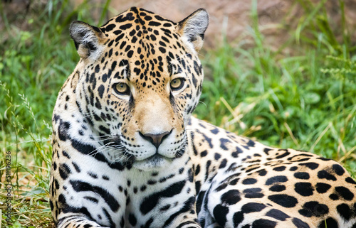 Fototapeta Naklejka Na Ścianę i Meble -  Jaguar from South American as zoo specimen in Birmingham Alabama.