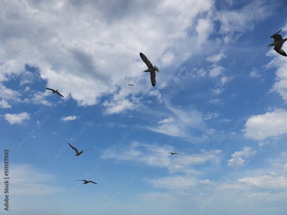 Obraz premium seagull in flight