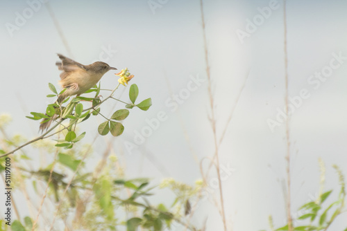 Paddyfield Pipit -Anthus novacseelandiae, sitting on tree, bird image with copyspace photo