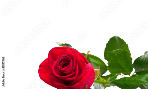 Bright fresh beautiful rose on the desk