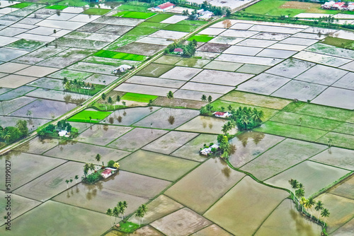 Rice field puzzle. a series of rice fields from above is like a giant puzzle that is beautifully arranged 