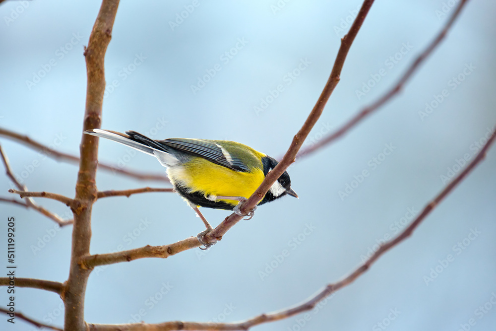 Obraz premium Yellow wild tit bird perching on tree branch on cold winter day