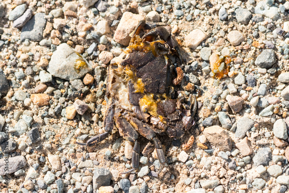 close up of roadkill, a dead and squashed fresh water crab lying on stones, abstract nature