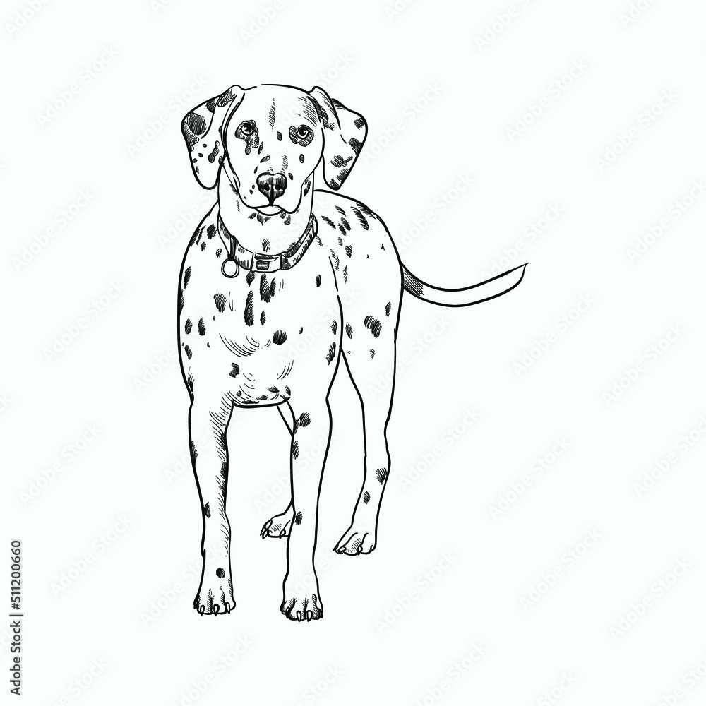 Vintage hand drawn sketch dalmatian dog