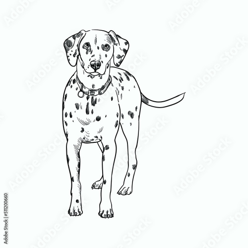 Vintage hand drawn sketch dalmatian dog