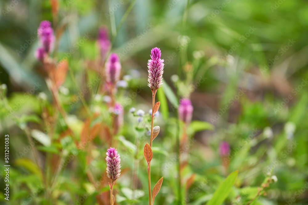 Beautiful flowers with copy space - stock photo Beautiful flowers with copy space - stock photo