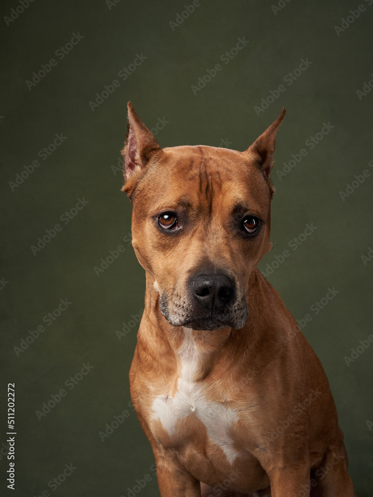 Portrait of a dog on a green canvas background. Staffordshire Terrier, American Pit Bull Terrier in studio