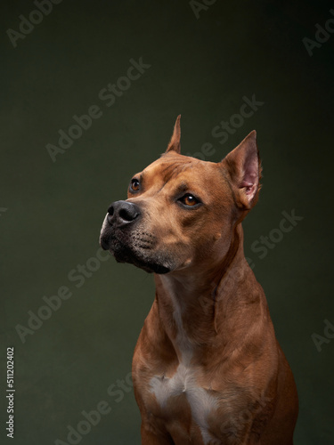 Portrait of a dog on a green canvas background. Staffordshire Terrier  American Pit Bull Terrier in studio