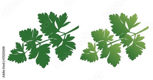 Green leaves of parsley herb isolated on white background