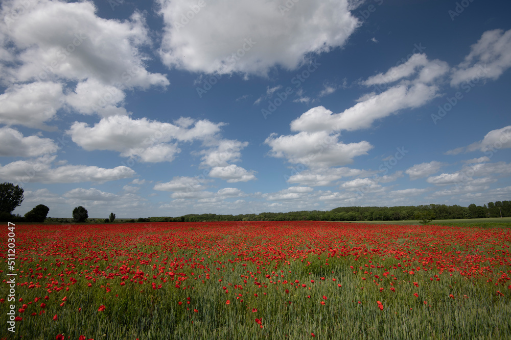 Wheat fields with poppies in Cambridgeshire, England