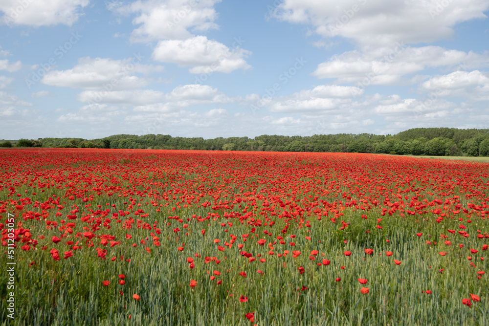 Wheat fields with poppies in Cambridgeshire, England