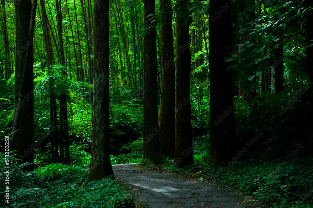 Fototapeta premium Taiwan, Xitou, forest, protected area, forest trail