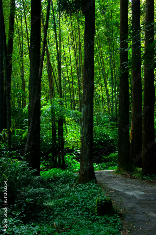 Obraz premium Taiwan, Xitou, forest, protected area, forest trail