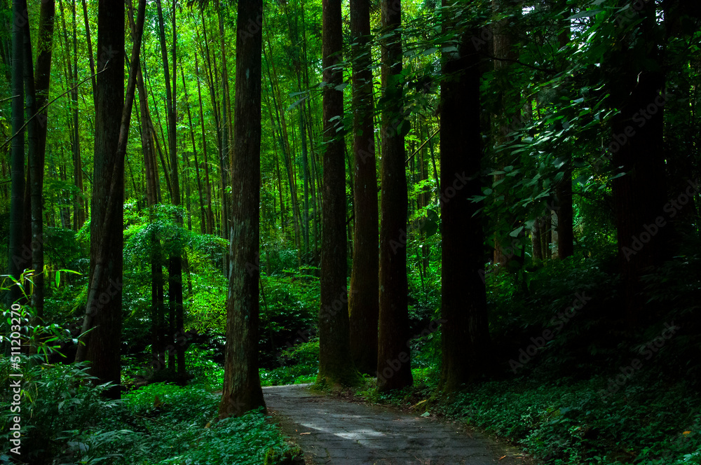 Taiwan, Xitou, forest, protected area, forest trail Taiwan, Xitou, forest, protected area, forest trail