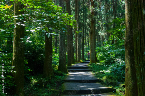 Taiwan  Xitou  forest  protected area  forest trail