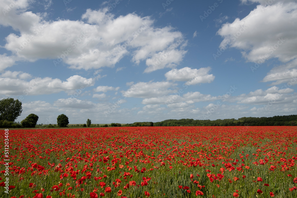 Wheat fields with poppies in Cambridgeshire, England Wheat fields with poppies in Cambridgeshire, England