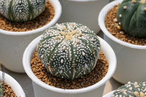 Cactus succulent plant in the greenhouse