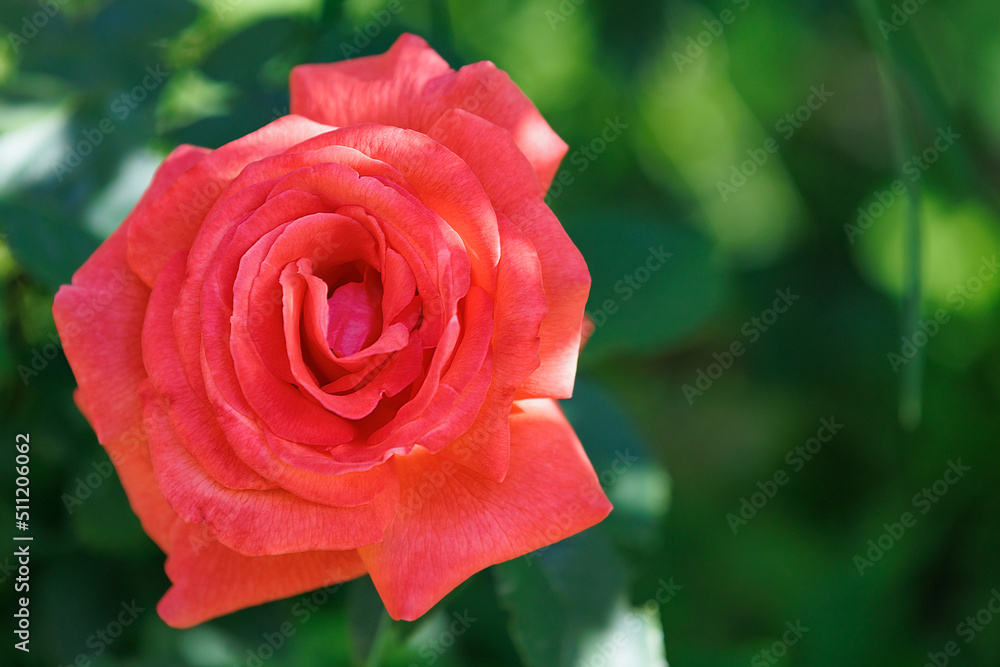 Blossoming scarlet rose flower on a green blurred background. Blossoming scarlet rose flower on a green blurred background.