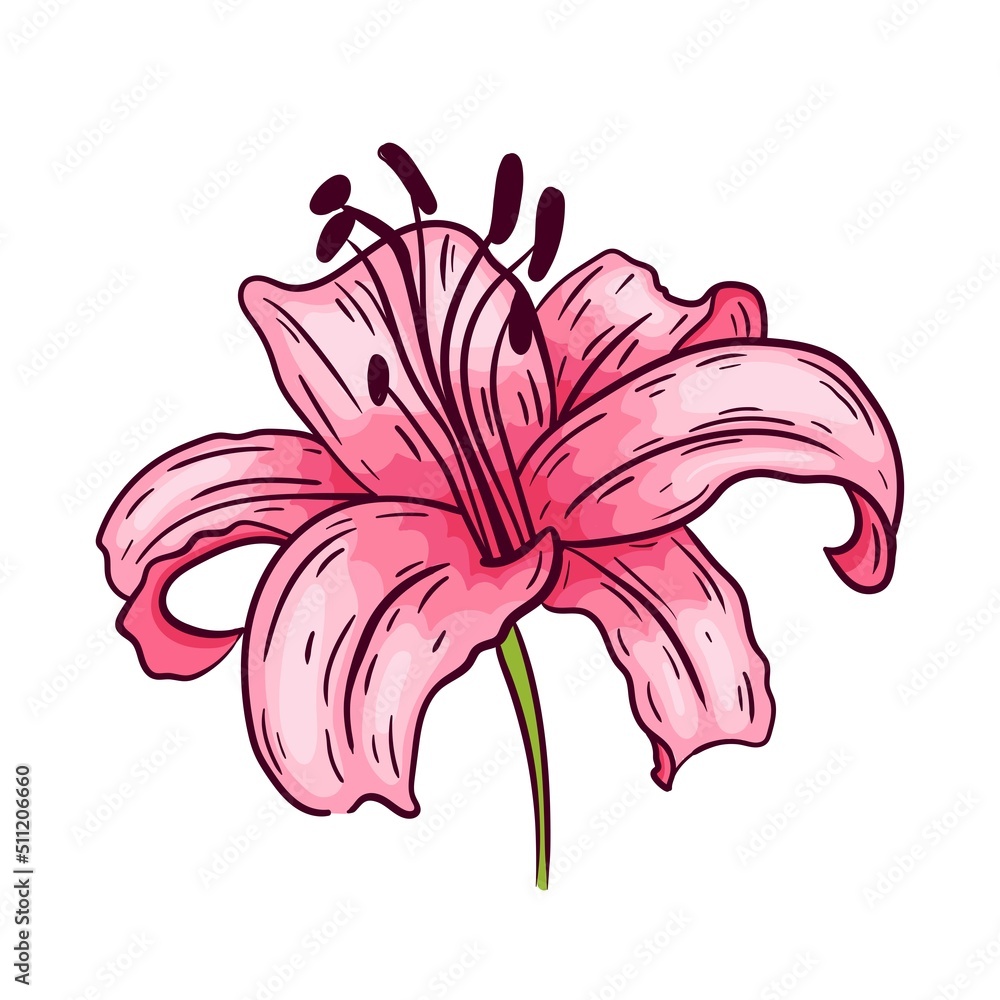 Pink lily flower, on white background, vector illustration.